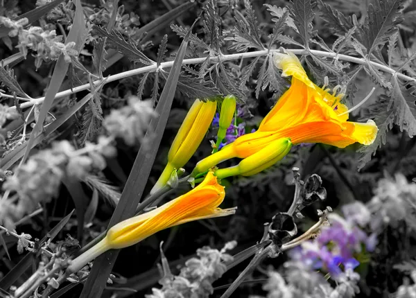 Oranje dag lily op diagonaal — Stockfoto