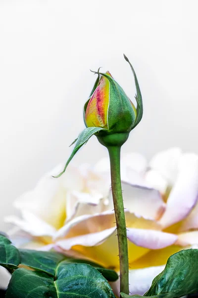 Rose Ready to Bloom — Stock Photo, Image