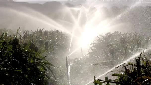 Agricultural Fields Irrigated By Sprinklers — Stock Video