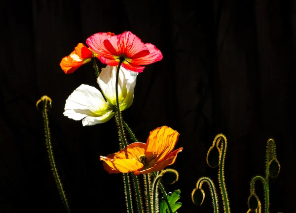 Farbige Mohnblumen in Silhouette — Stockfoto