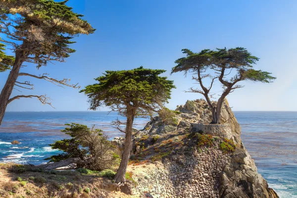 Одинокий Кипра дерево — стоковое фото