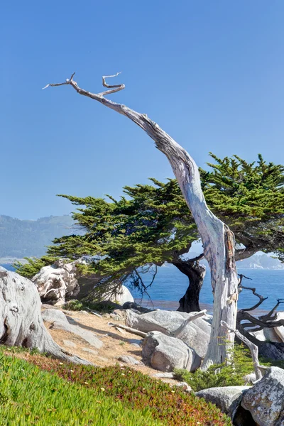 A Árvore Fantasma na 17 Mile Drive — Fotografia de Stock