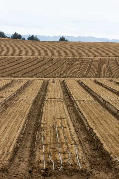 Terreno agrícola cultivado —  Fotos de Stock