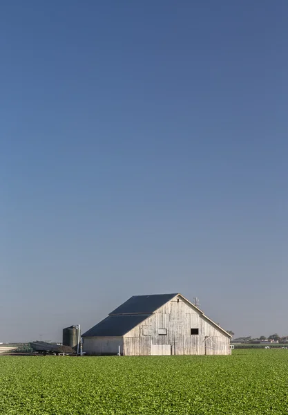 Bílá stodola v ranním světle — Stock fotografie