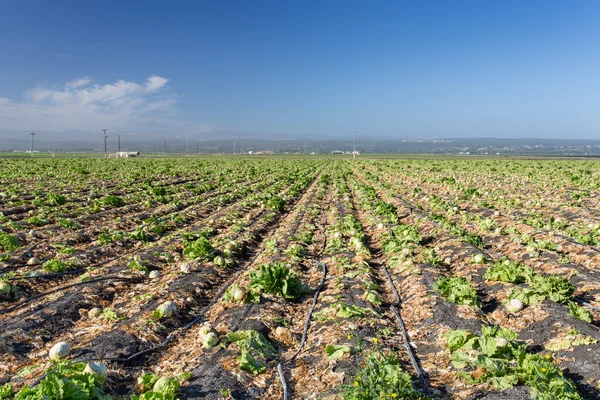 Pole sklizené salát v salinas valley — Stock fotografie