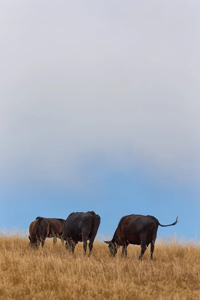 Grazing Cattle in Vertical on Rural Hillside — Stock Photo, Image