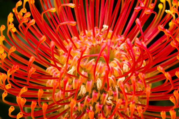 Güney Afrikalı leucadendron — Stok fotoğraf