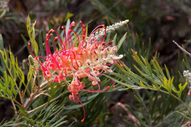 Grevillea Mason'ın hibrid çiçek