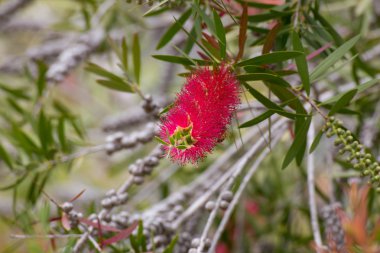 Kırmızı bottlebrush çiçek