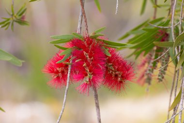 Kırmızı bottlebrush çiçek