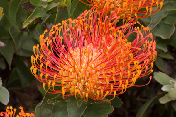 Sydafrikanska leucadendron bloom — Stockfoto