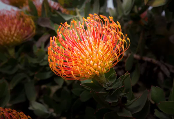 Güney Afrikalı leucadendron bloom — Stok fotoğraf