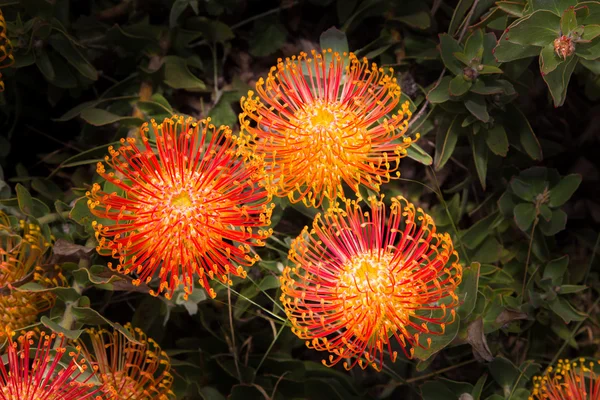 Południowej Afryki leucadendron kwitną — Zdjęcie stockowe