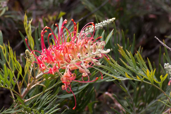 Grevillea Mason hybrydowy kwiat — Zdjęcie stockowe