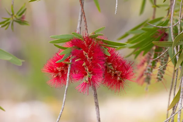 Kırmızı bottlebrush çiçek — Stok fotoğraf