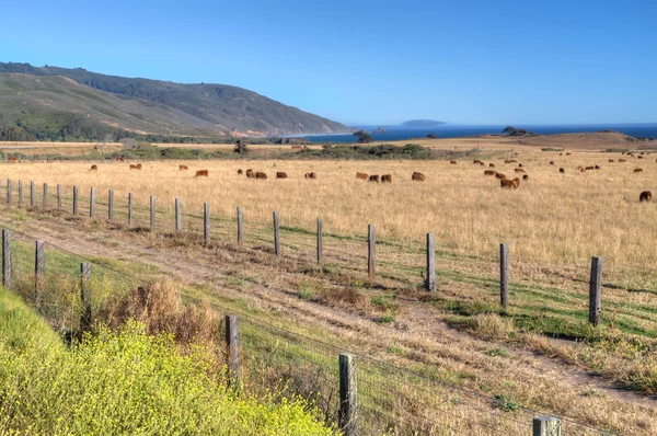 Grazing Cattle Overlooking Pacfiic Ocean — Stock Photo, Image