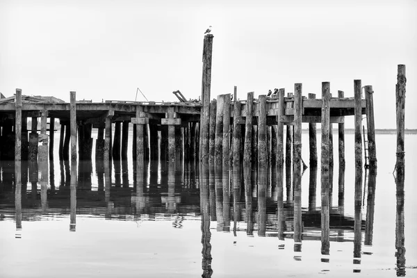 Bodega bay, yıpranmış ve yıpranmış pier — Stok fotoğraf