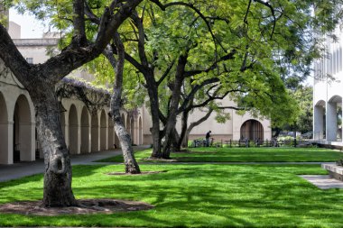 ormanlık çim california Pasadena'daki caltech kampüsünde.