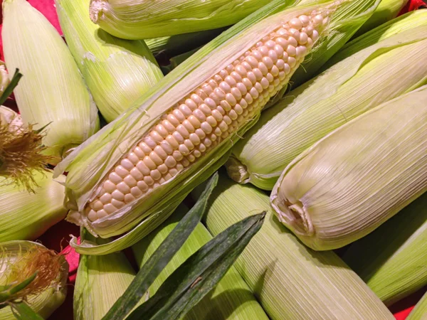 Uszy kukurydza — Zdjęcie stockowe