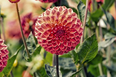 Dahlia şeklinde topu
