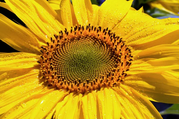 Extreme Sonnenblumen-Nahaufnahme — Stockfoto