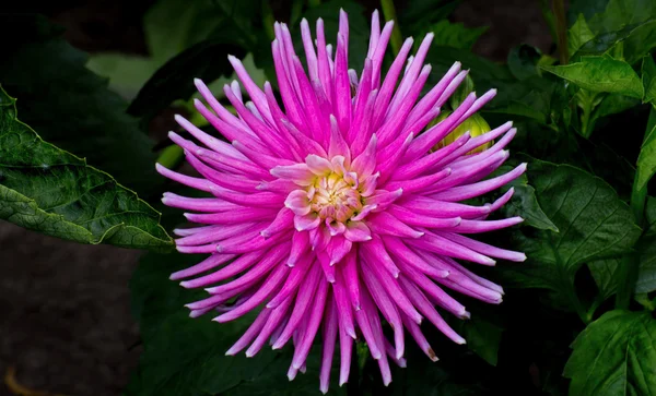 Vibrant Pink Dahlia Flower — Stock Photo, Image