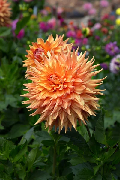 Turuncu yıldız çiçeği — Stok fotoğraf