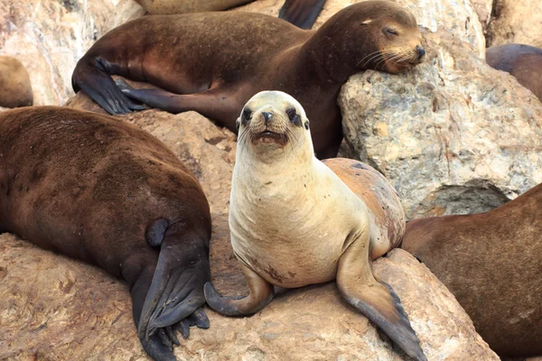 California Sea Lions en Monterey Bay — Foto de Stock