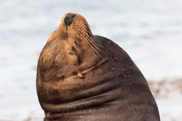 Californië zeeleeuw — Stockfoto