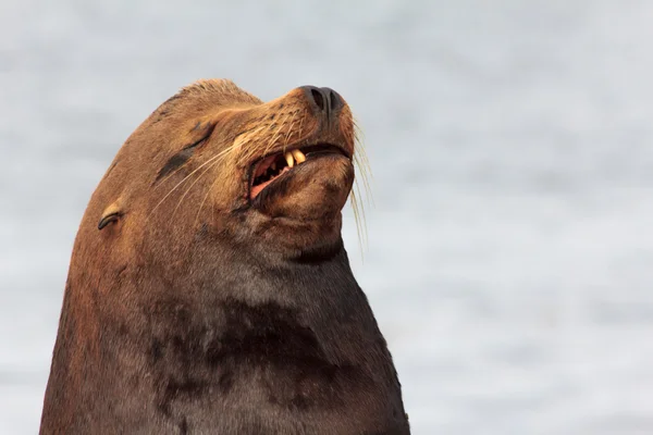 Sneers à lion de mer — Photo