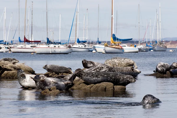 Agrupación de focas portuarias — Foto de Stock