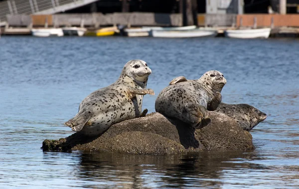 Focas portuarias — Foto de Stock