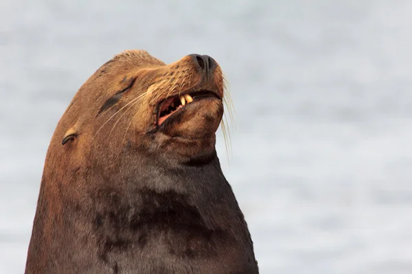 Hotel Sea lion szydzi — Zdjęcie stockowe