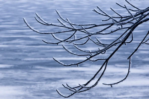 Winter Hoar Frost on Branches — Stock Photo, Image