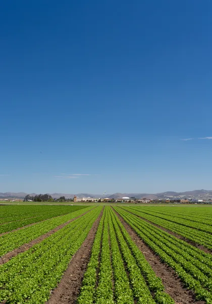 Saláta mező panoráma — Stock Fotó