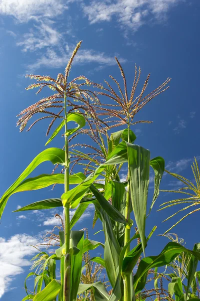 Készen áll a magas kukorica termés — Stock Fotó