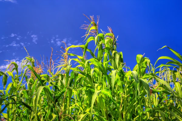 Hoog maïs klaar om te oogsten — Stockfoto