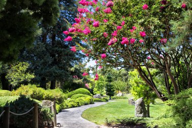 eğimli yol boyunca çiçek açan ağaç