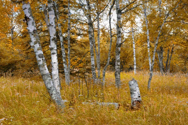 Forêt de bouleaux en été indien — Photo