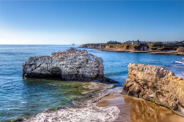 Pelicans on Natural Bridges — Stock Photo, Image