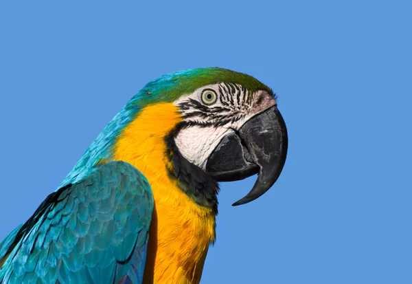 Macaw Pofile — Stock Photo, Image