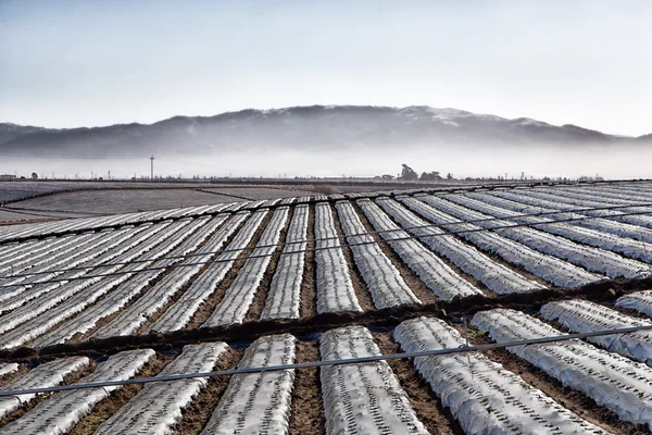 Campo agrícola coberto em folhas de plástico — Fotografia de Stock