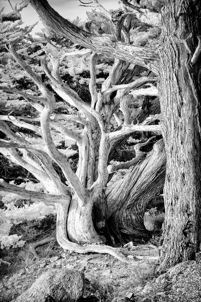 Cypress Coastal Scrub at Point Lobos — Stock Photo, Image