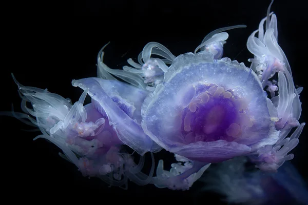 Crown Jellyfish — Stock Photo, Image