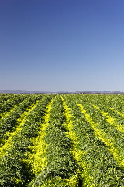 Imagem vertical de campo de alcachofra florescente na Califórnia Central Co — Fotografia de Stock