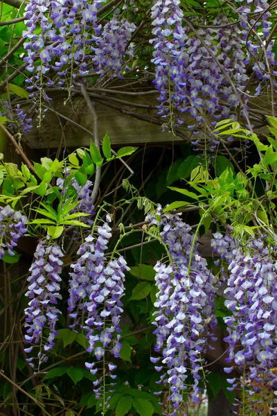 Floração Wisteria Vertical Imagem — Fotografia de Stock