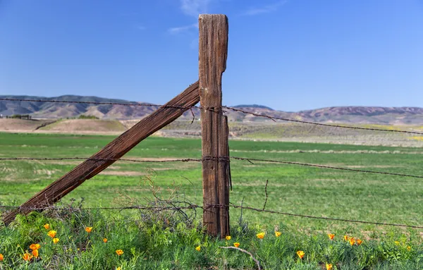 Upright Weathered Fence Post — Stock Photo, Image