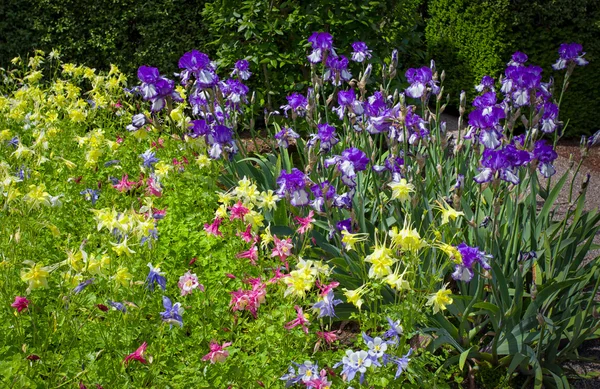 春天 fowerbed 的黄色耧斗菜和紫色鸢尾 — 图库照片