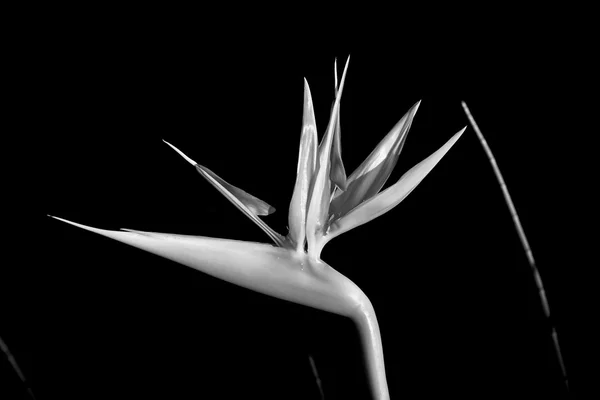 Bird of Paradise in Black and White — Stock Photo, Image