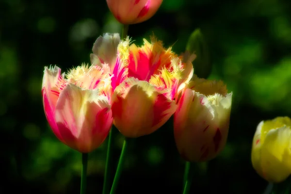 Grouping of Frilly Tulips — Stock Photo, Image